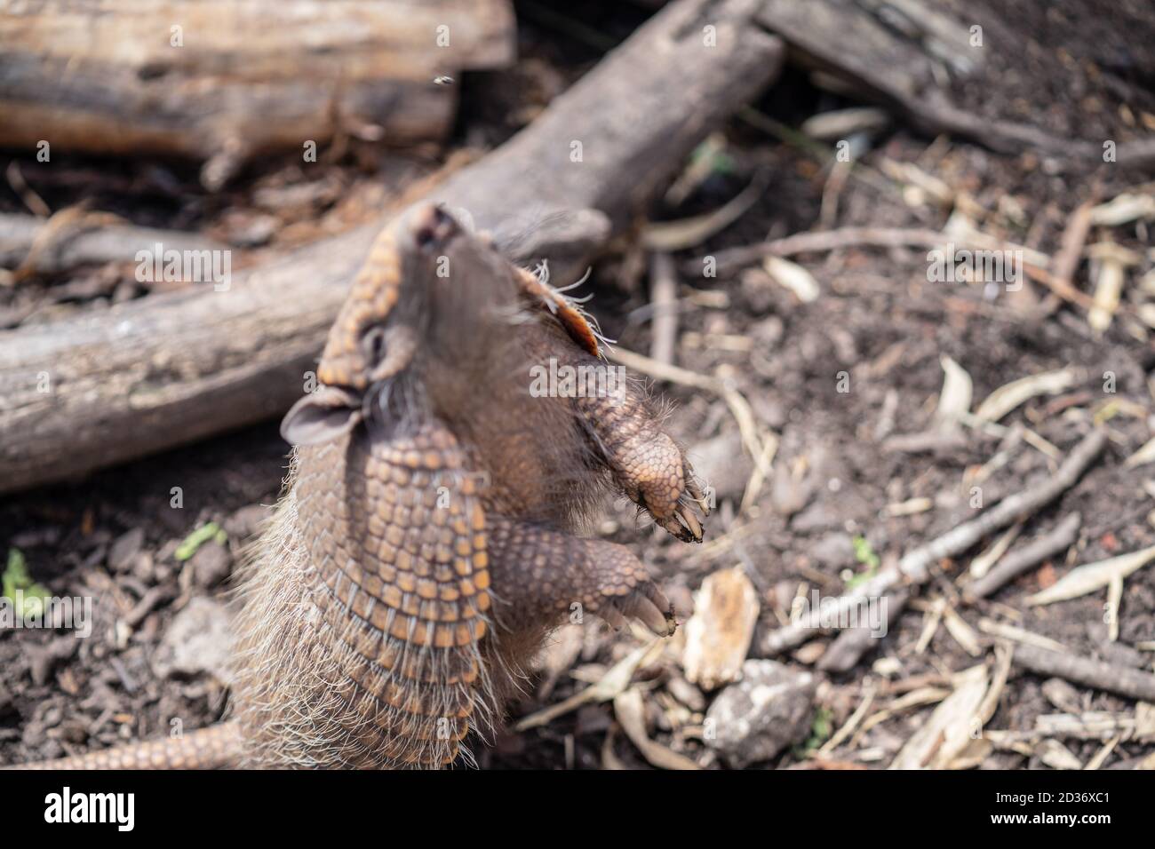 Sei armadillo a fasce Euphractus sexcinctus, noto anche come l'armadillo giallo cattura una mosca. Sfocatura del movimento Foto Stock