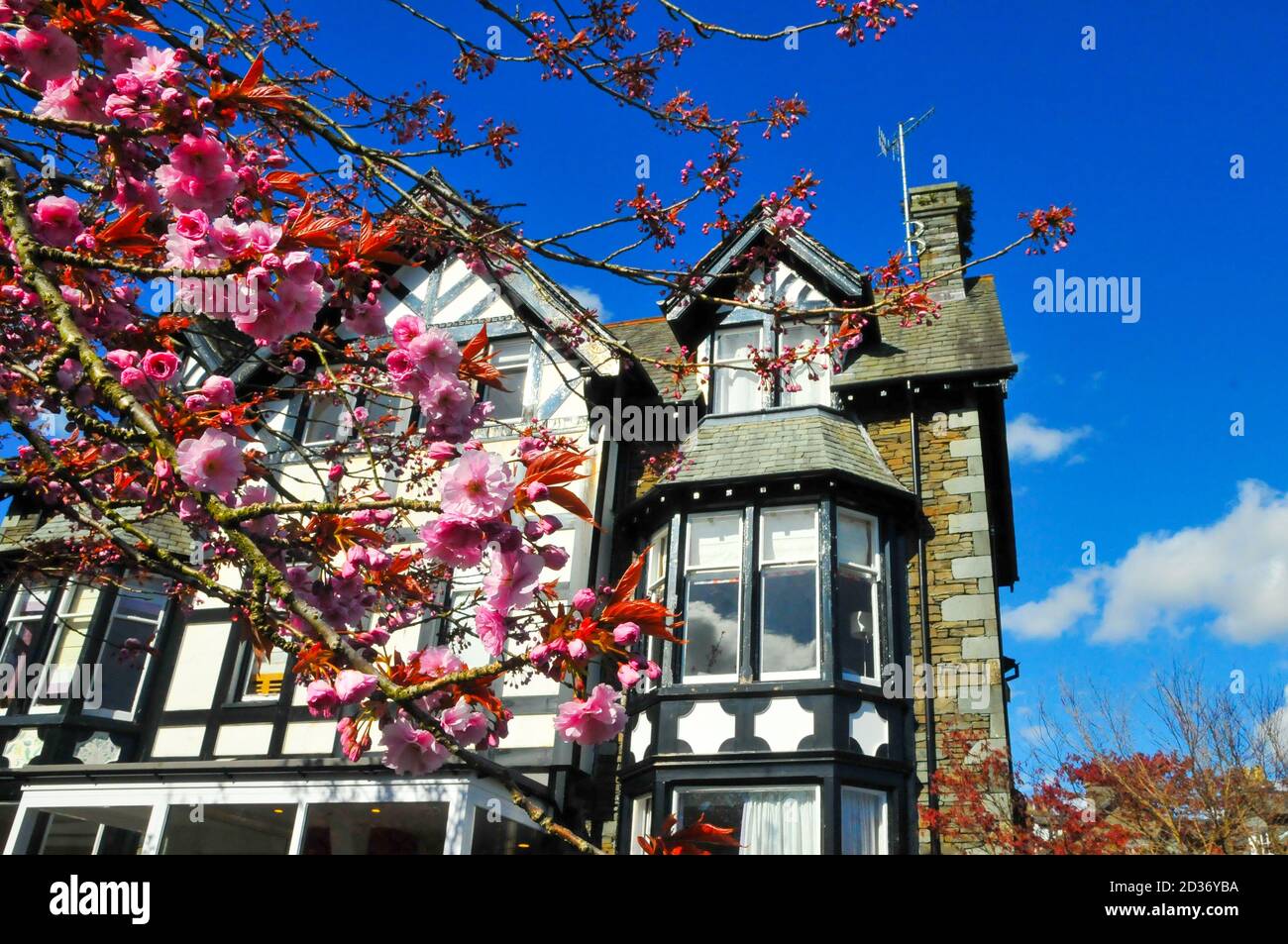 Splendida fioritura dei ciliegi ad Ambleside, Lake District Foto Stock