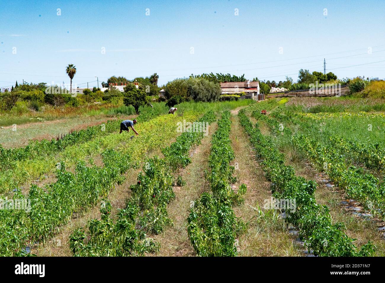 Raccogliere peperoncini, una varietà piccante di peperone. Foto Stock