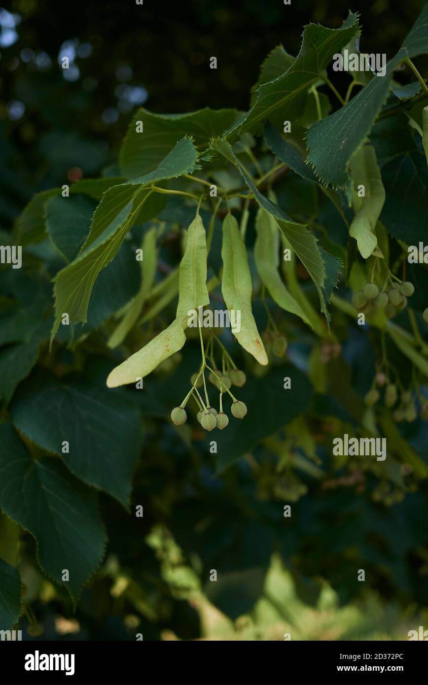 Primo piano del ramo Tilia cordata Foto Stock