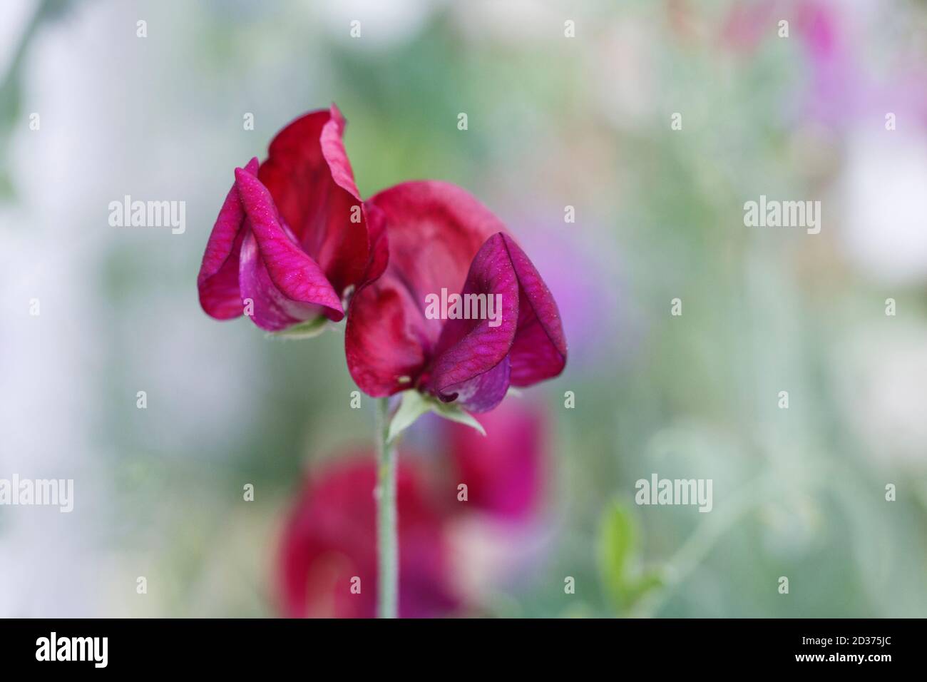 ‘MPea dolce fiore di "atucana" Foto Stock