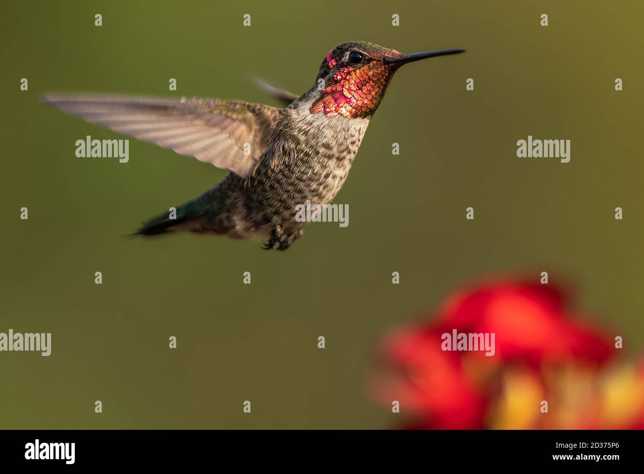 Hummingbird volare, flapping le sue ali in volo, Oregon, Ashland, Cascade Siskiyou National Monument, autunno Foto Stock