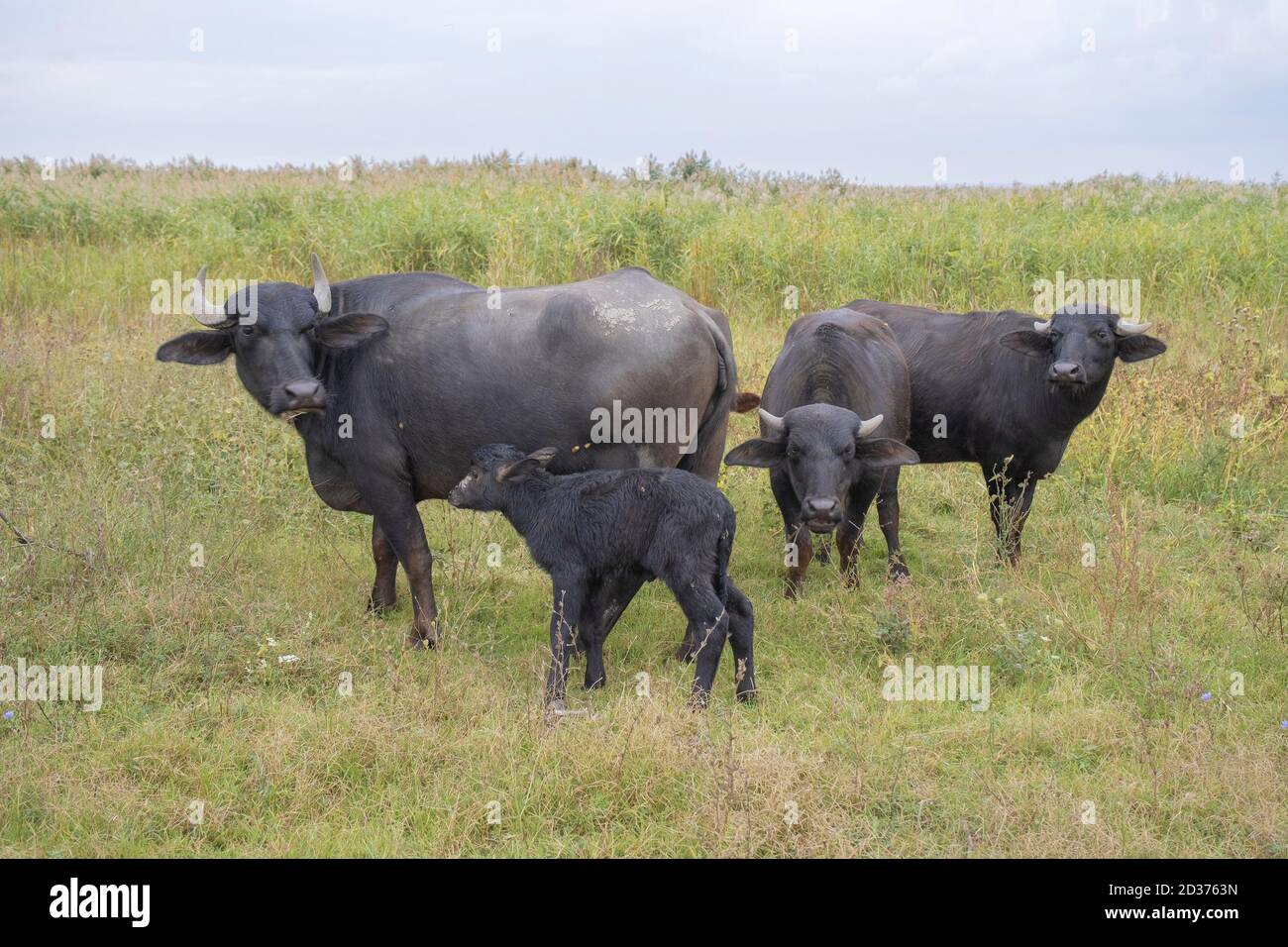 ORLOVKA VILLAGE, RENI RAION, ODESSA OBLAST, UCRAINA - 01 SETTEMBRE 2020: Giovane vitello con madre - bufalo d'acqua Foto Stock