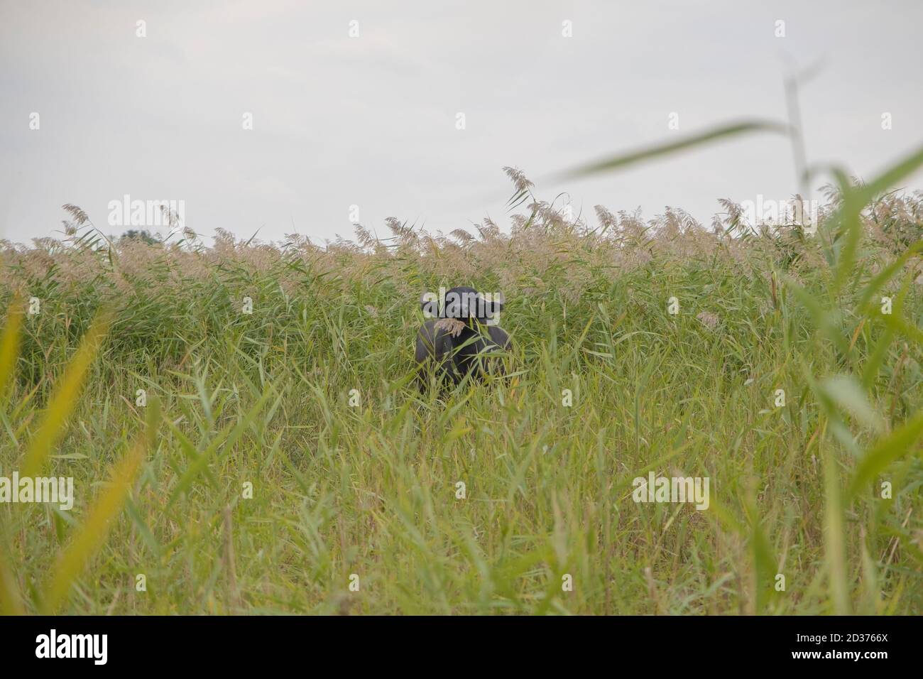Acqua bufalo pascolo nelle canne. Orlovka villaggio, reni raion, Odessa oblast, Ucraina, Europa dell'Est Foto Stock