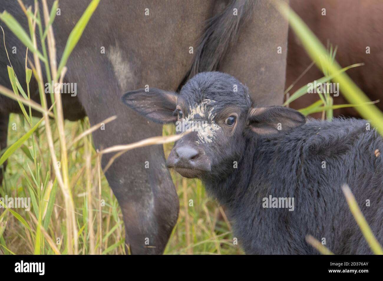 Vitello giovane con bufalo d'acqua . Orlovka villaggio, reni raion, Odessa oblast, Ucraina, Europa dell'Est Foto Stock