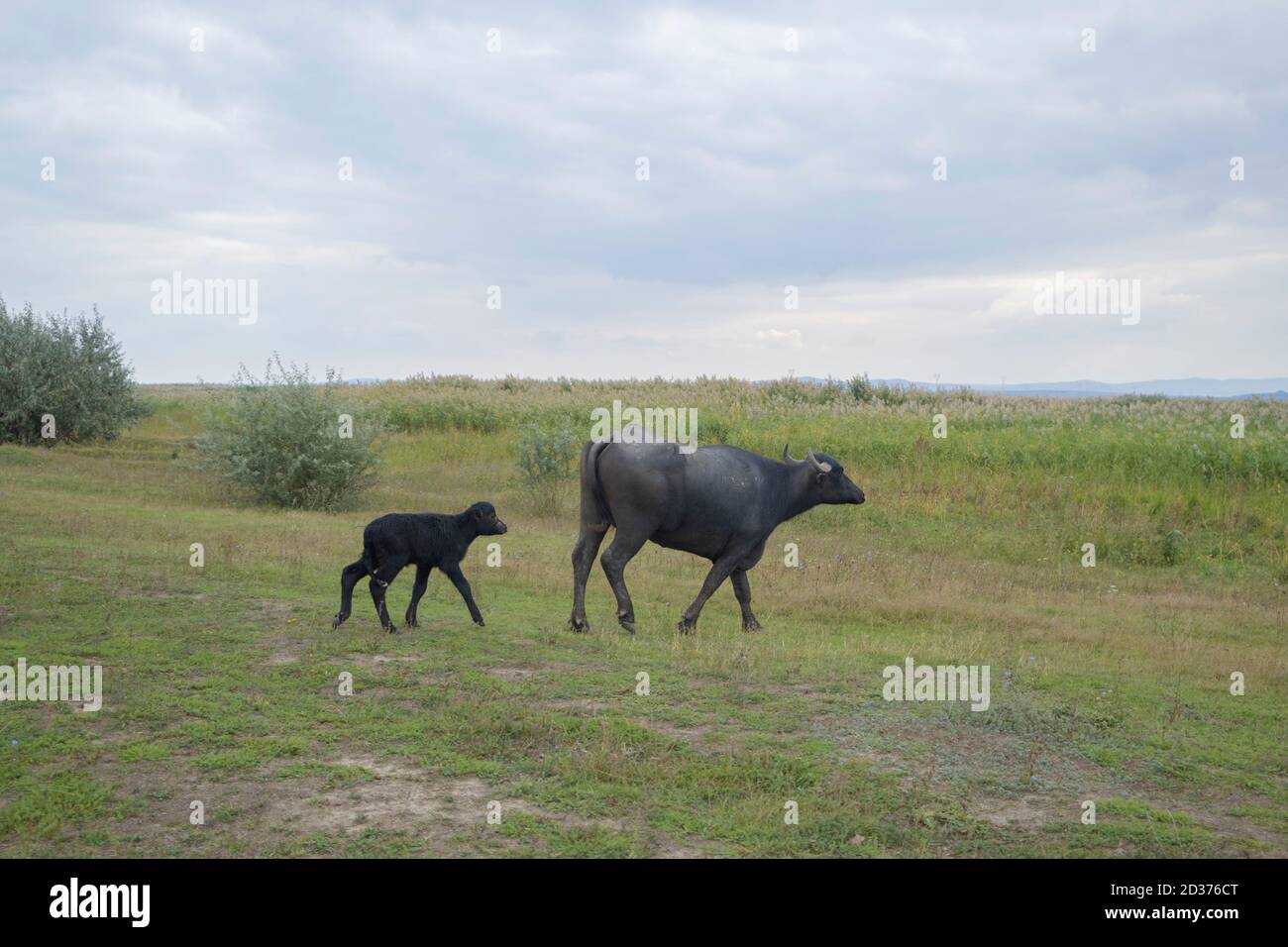 Vitello giovane con bufalo d'acqua . Orlovka villaggio, reni raion, Odessa oblast, Ucraina, Europa dell'Est Foto Stock