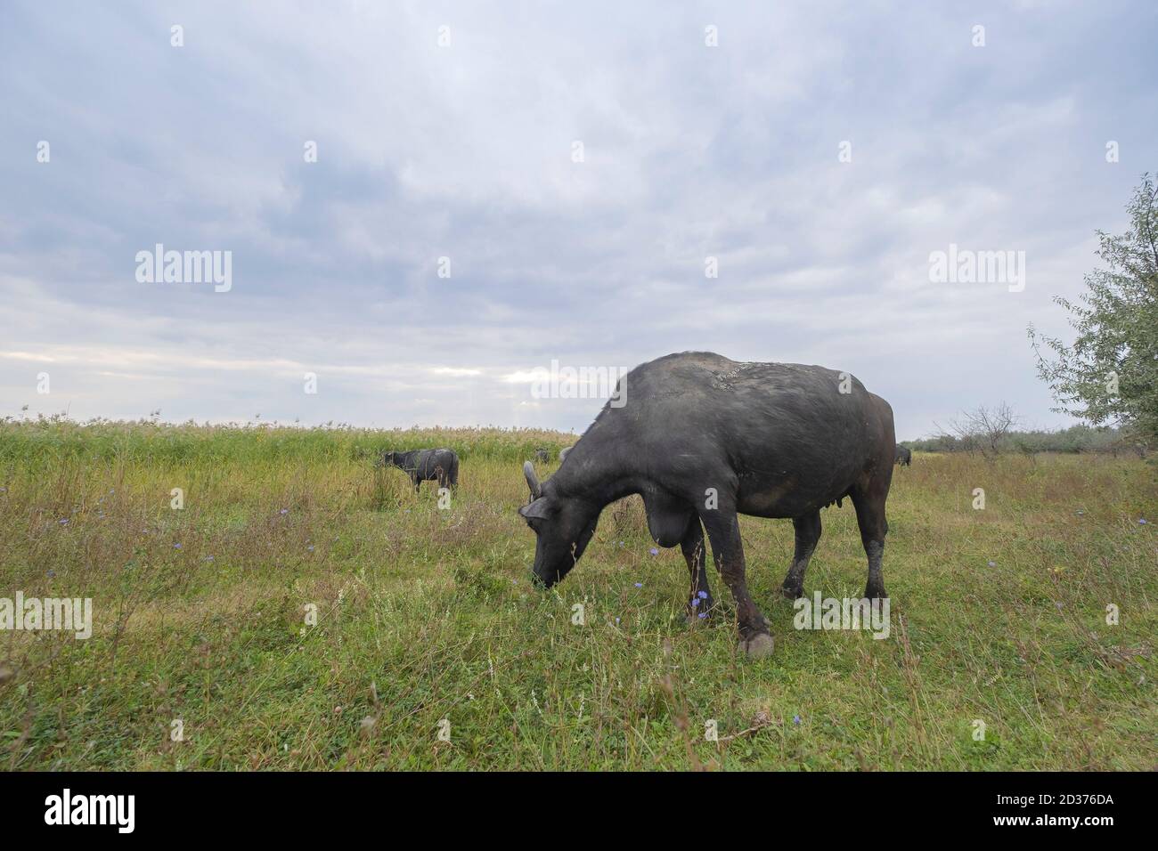 Acqua bufalo pascolo nel prato. Orlovka villaggio, reni raion, Odessa oblast, Ucraina, Europa dell'Est Foto Stock