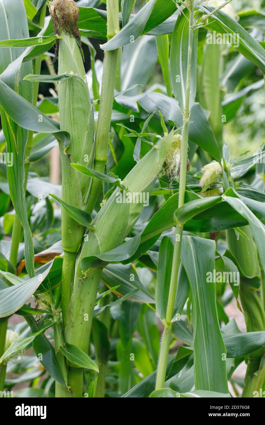 Zea mays. Lo sviluppo delle pannocchie in orto. Foto Stock