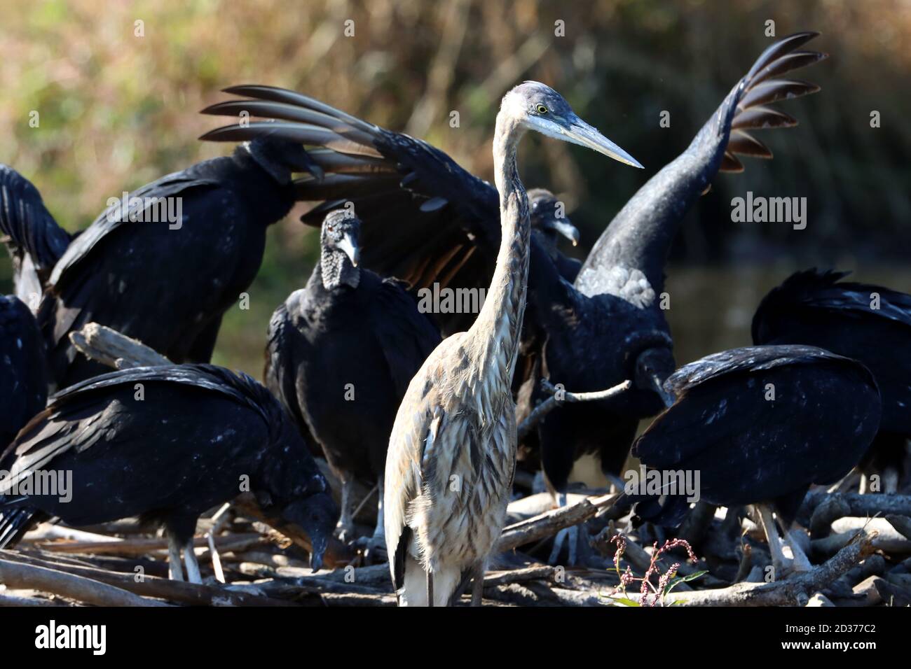 Cary, Carolina del Nord, Stati Uniti. 7 Ott 2020. Un grande airone blu condivide una diga di castoro con una Ãcommitteeà di avvoltoi neri nelle paludi di White Oak Greenway a Cary, NC. Credit: Bob Karp/ZUMA Wire/Alamy Live News Foto Stock