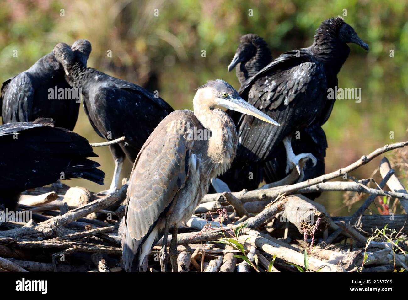 Cary, Carolina del Nord, Stati Uniti. 7 Ott 2020. Un grande airone blu condivide una diga di castoro con una Ãcommitteeà di avvoltoi neri nelle paludi di White Oak Greenway a Cary, NC. Credit: Bob Karp/ZUMA Wire/Alamy Live News Foto Stock