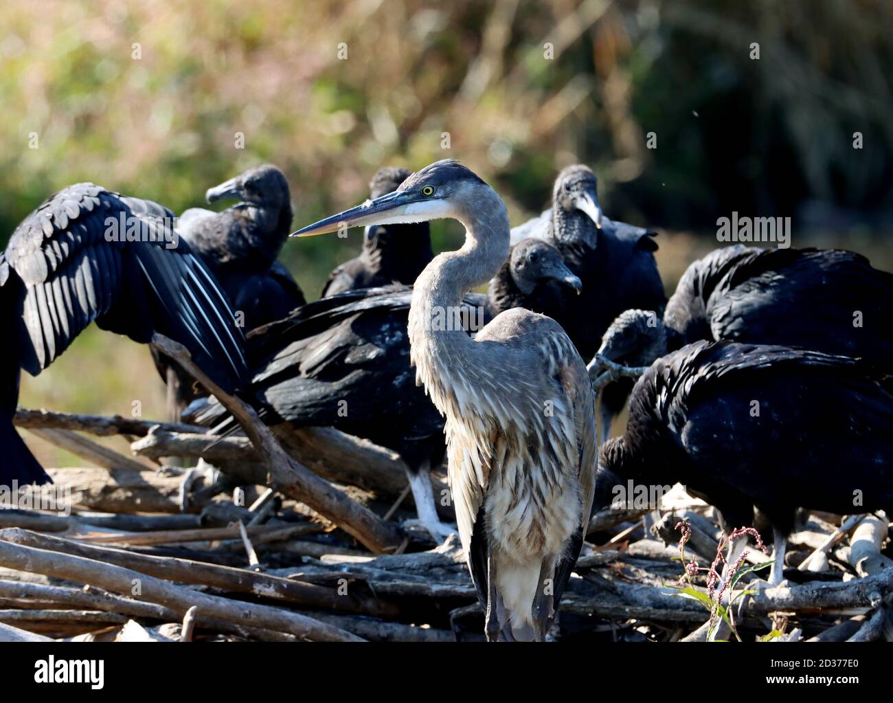 Cary, Carolina del Nord, Stati Uniti. 7 Ott 2020. Un grande airone blu condivide una diga di castoro con una Ãcommitteeà di avvoltoi neri nelle paludi di White Oak Greenway a Cary, NC. Credit: Bob Karp/ZUMA Wire/Alamy Live News Foto Stock