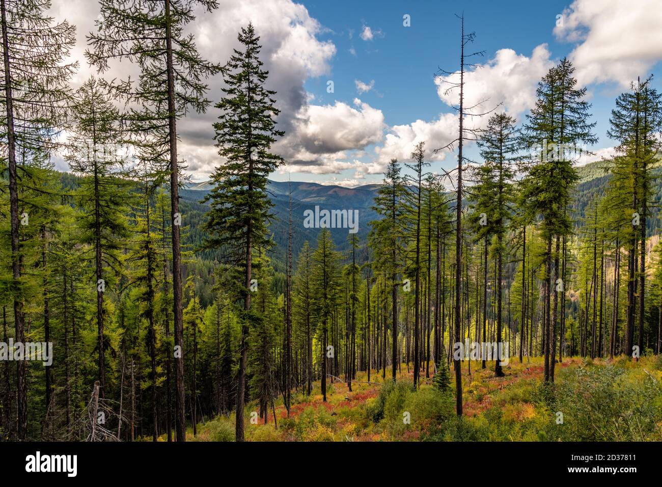 Stand di Larch Trees sul Moon Pass. Wallace, Idaho. Foto Stock