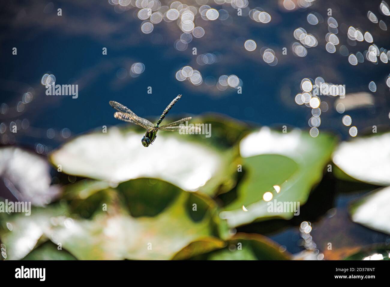 Blu-verde drago-volare sopra l'acqua blu e il verde acqua-piante Foto Stock