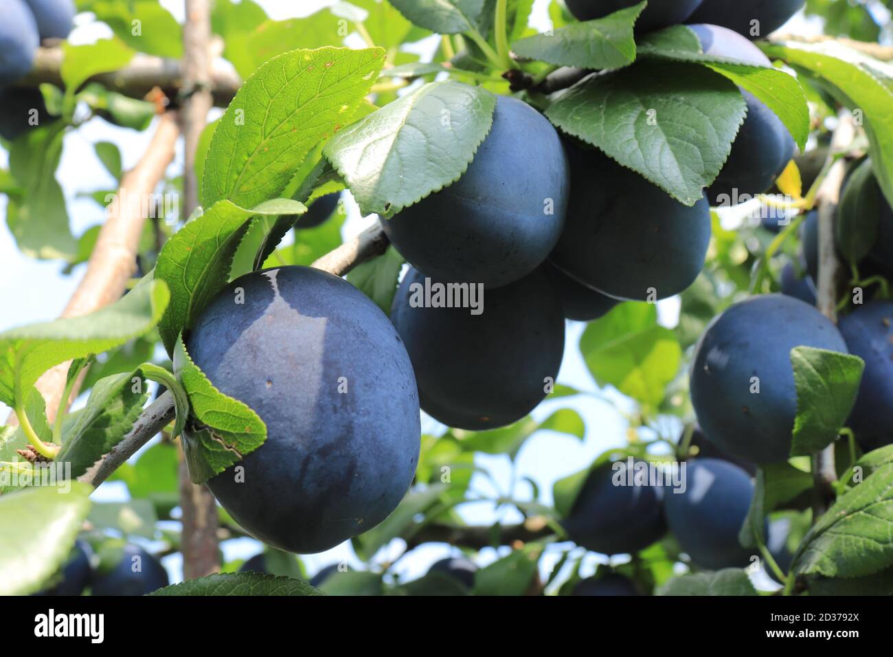 Lat. Prugne europee Prunus domestica, prugne su un albero Foto Stock