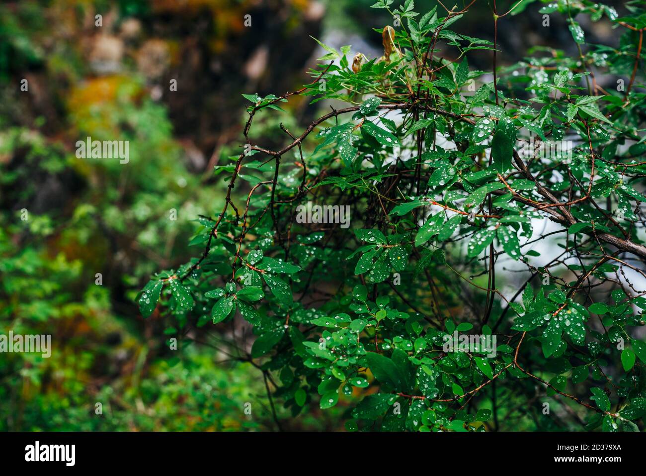 Bella flora selvaggia in foresta scura. Foglie verdi di piccolo albero con gocce. Atmosfera taiga sfondo di verde fresco con gocce da vicino. SCE Foto Stock