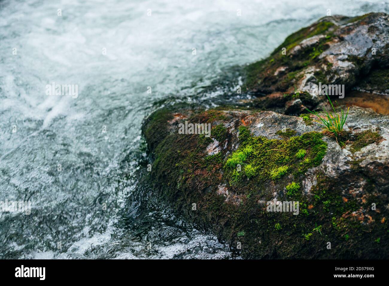 Pietre grandi con muschio e lichene in acqua rifilare di montagna fiume. Potente torrente d'acqua di montagna. Sfondo rapido e naturale di veloce Foto Stock