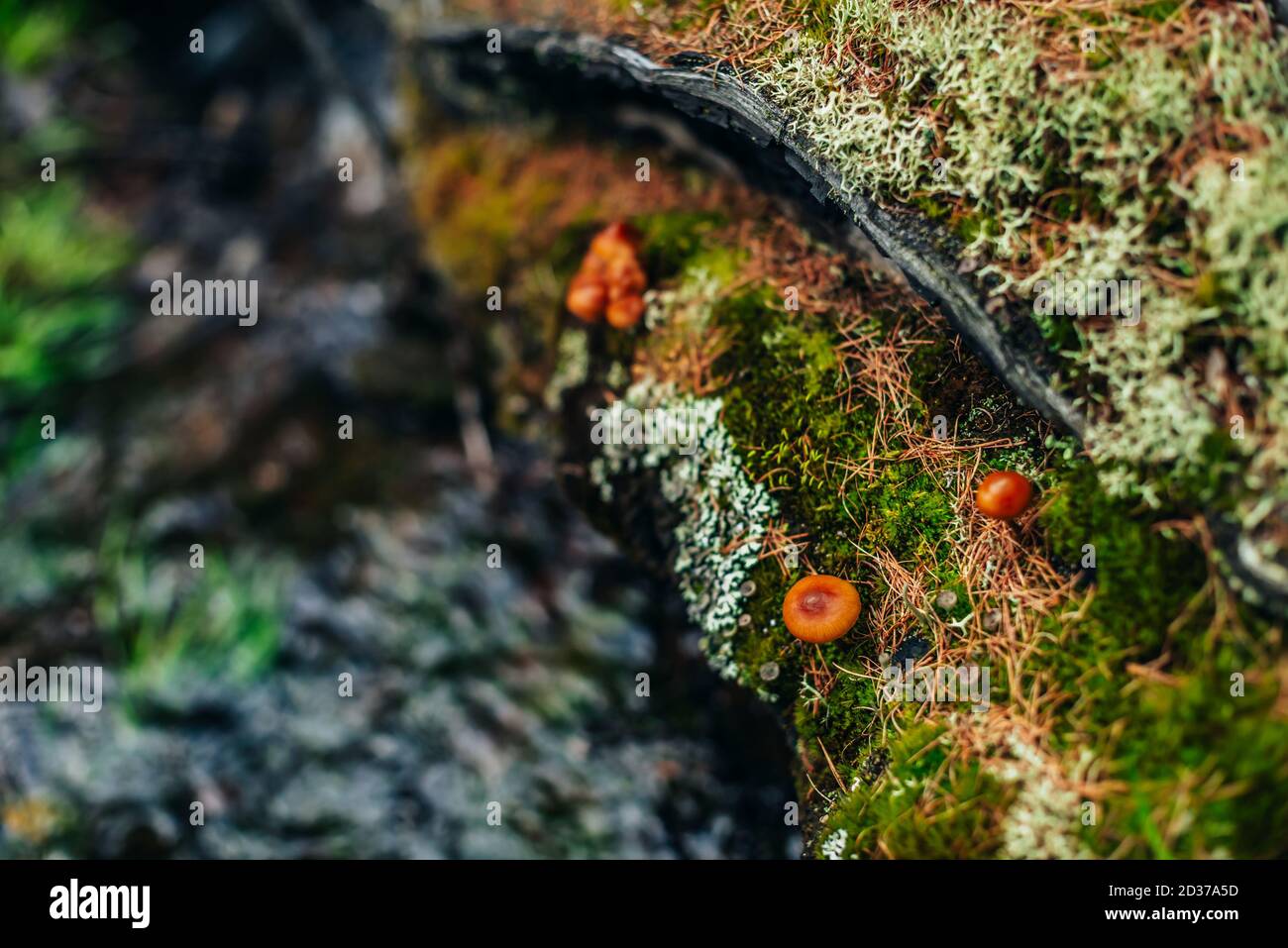 Bei funghi piccoli con tappi arancioni su vecchi chioseup di log di muschio. Scenico sfondo natura con gruppo di funghi arancio su tronchi coperto con Foto Stock