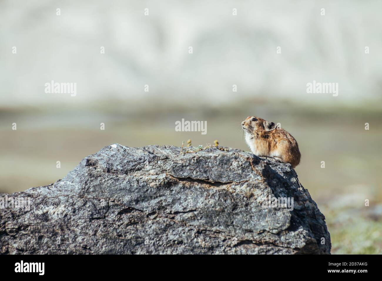Il bellissimo roditore pika si siede sulla pietra calda nella soleggiata giornata estiva. Piccolo roditore pika crogiolarsi al sole sulla roccia. Piccolo animale furry siede su masso sotto d Foto Stock