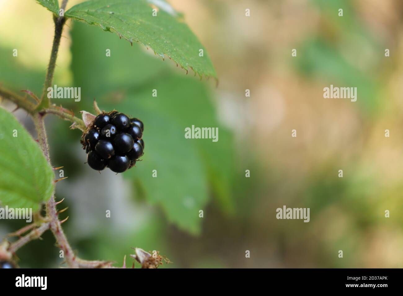 BlackBerry Fruit in primo piano immagine colori naturali Foto Stock