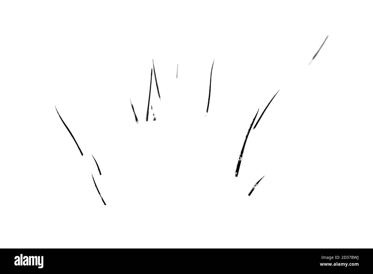 Erbe che pottano attraverso la neve Foto Stock