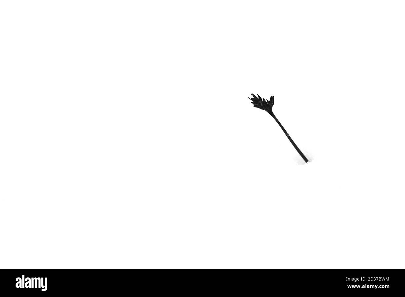 Erbe che pottano attraverso la neve Foto Stock