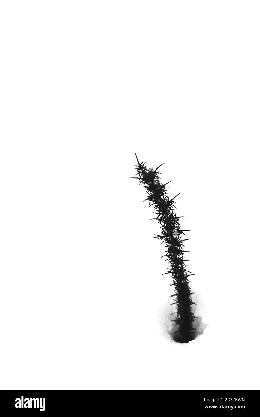 Erbe che pottano attraverso la neve Foto Stock