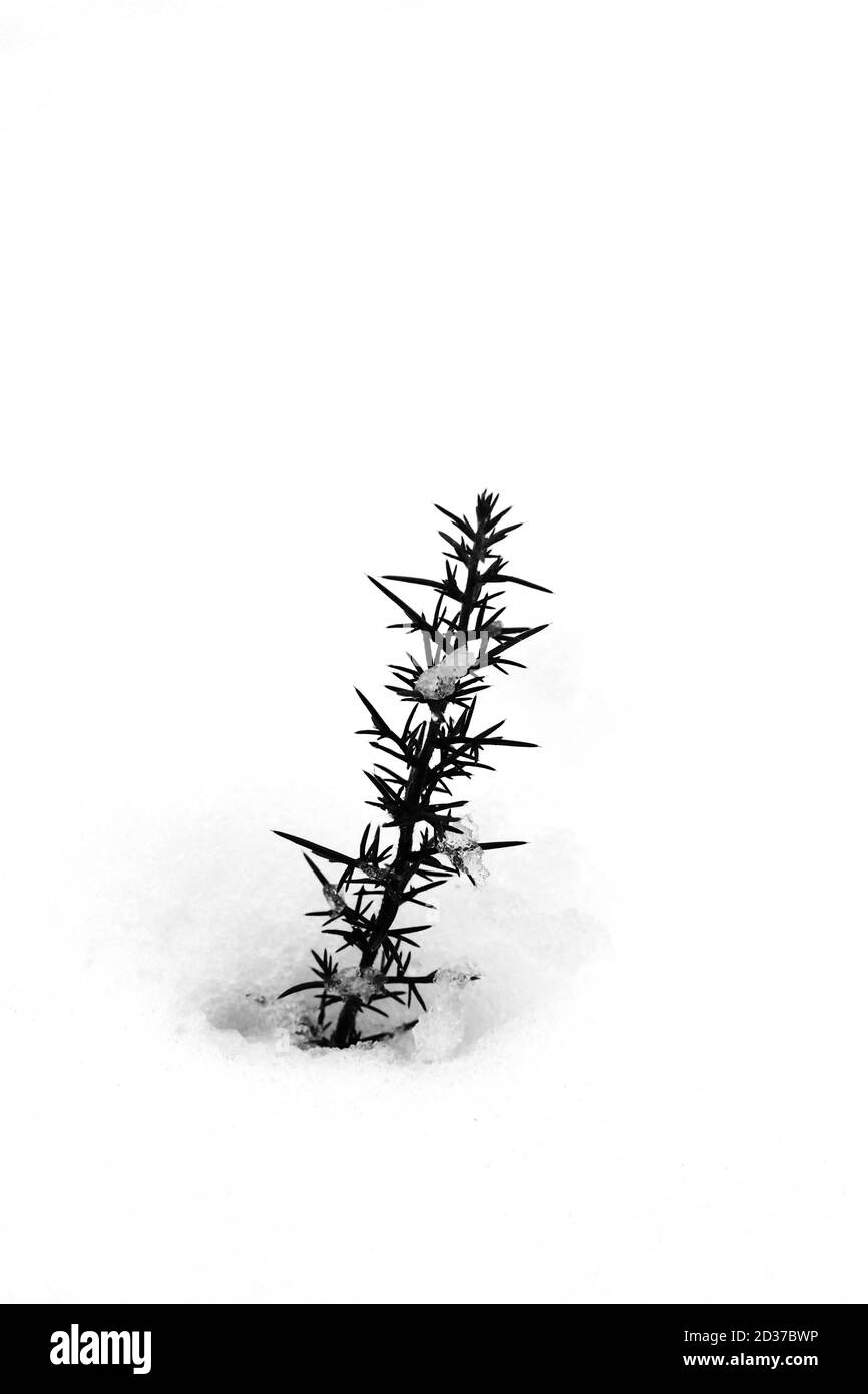 Erbe che pottano attraverso la neve Foto Stock