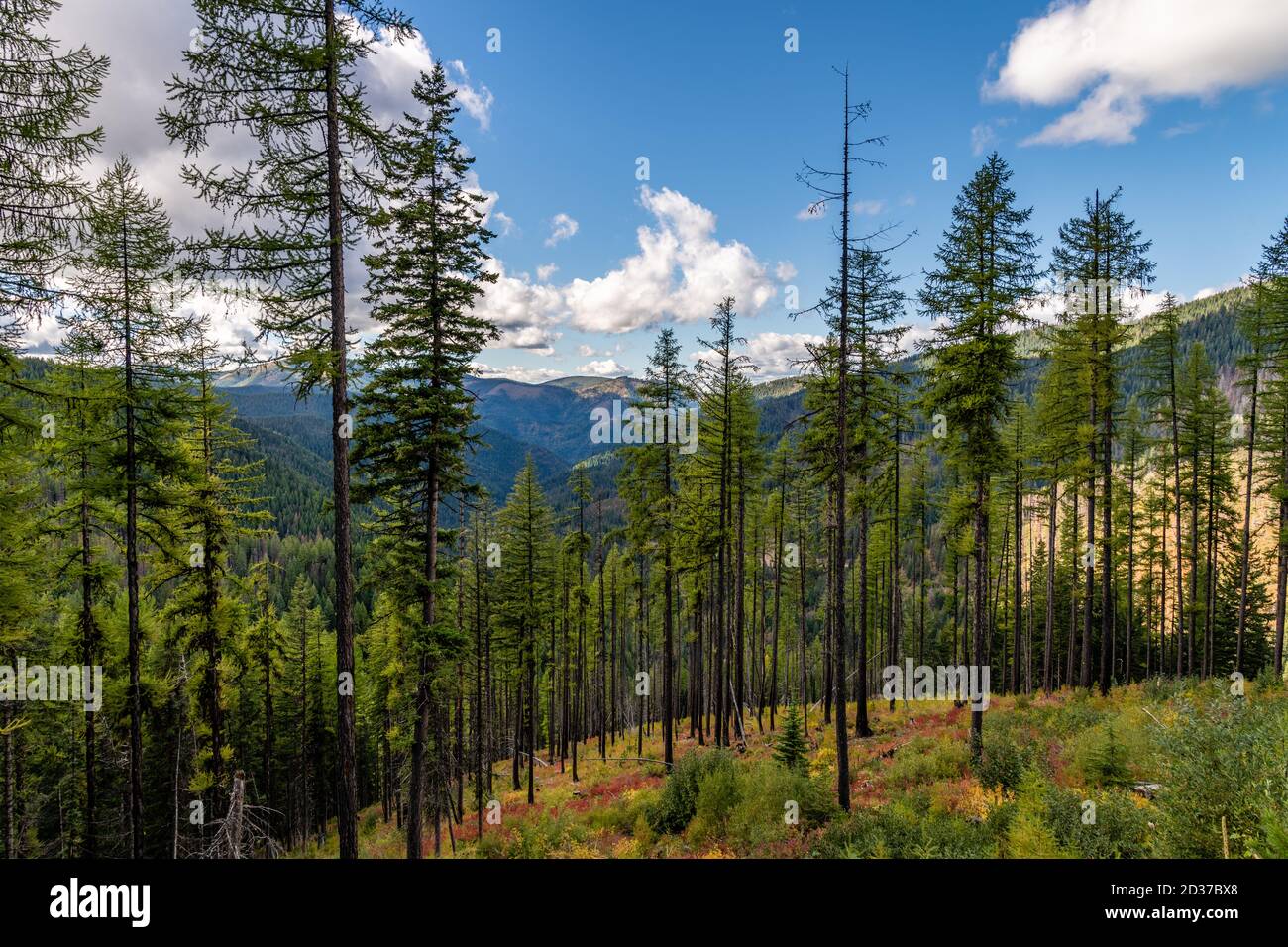 Stand di Larch Trees sul Moon Pass. Wallace, Idaho. Foto Stock