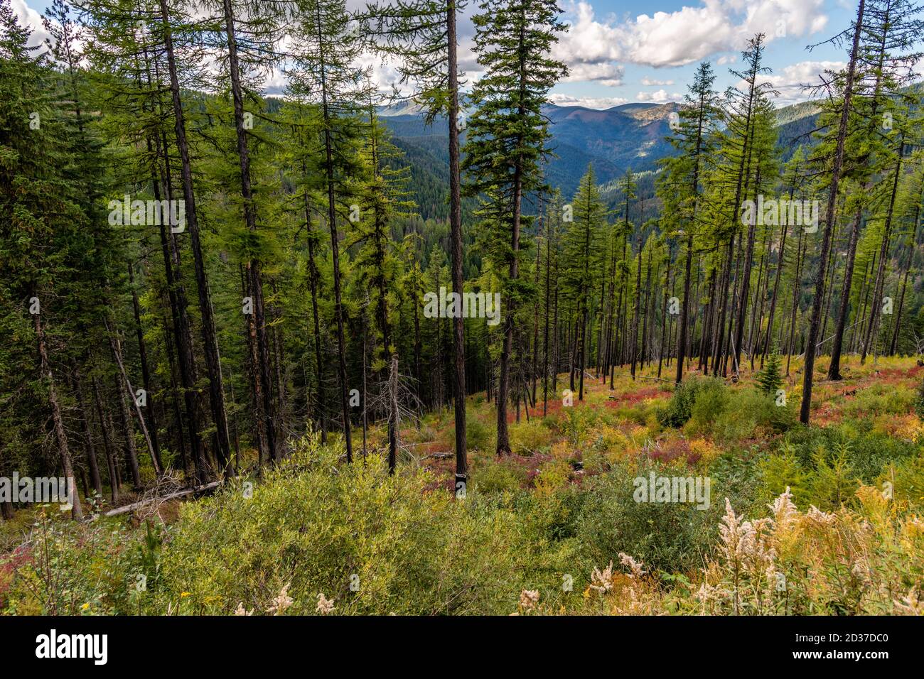 Stand di Larch Trees sul Moon Pass. Wallace, Idaho. Foto Stock