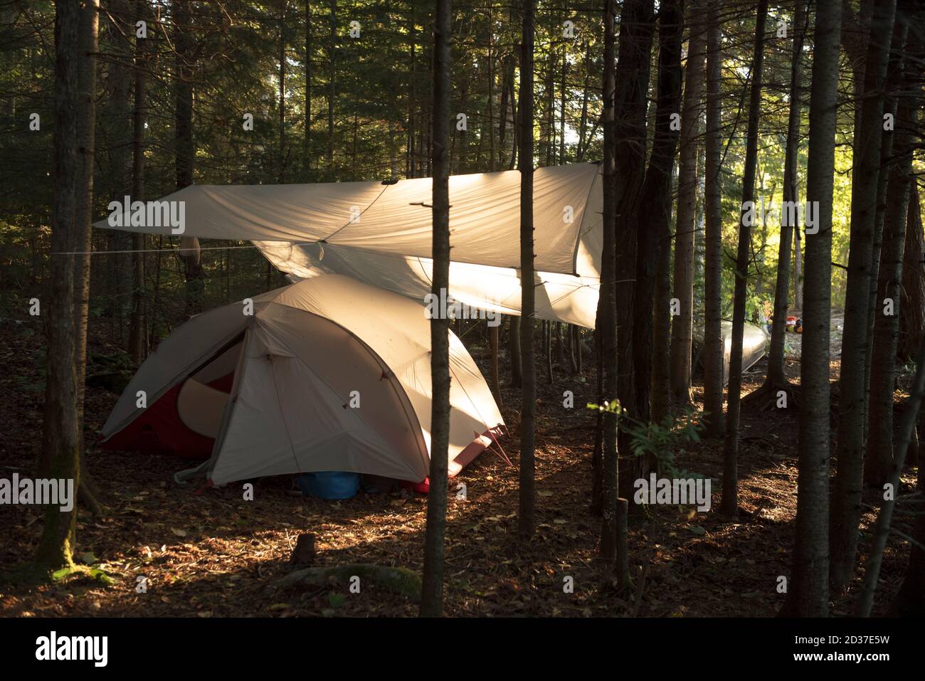 La luce dall'alba attraverso gli alberi illumina un grigio tarp e tenda Foto Stock