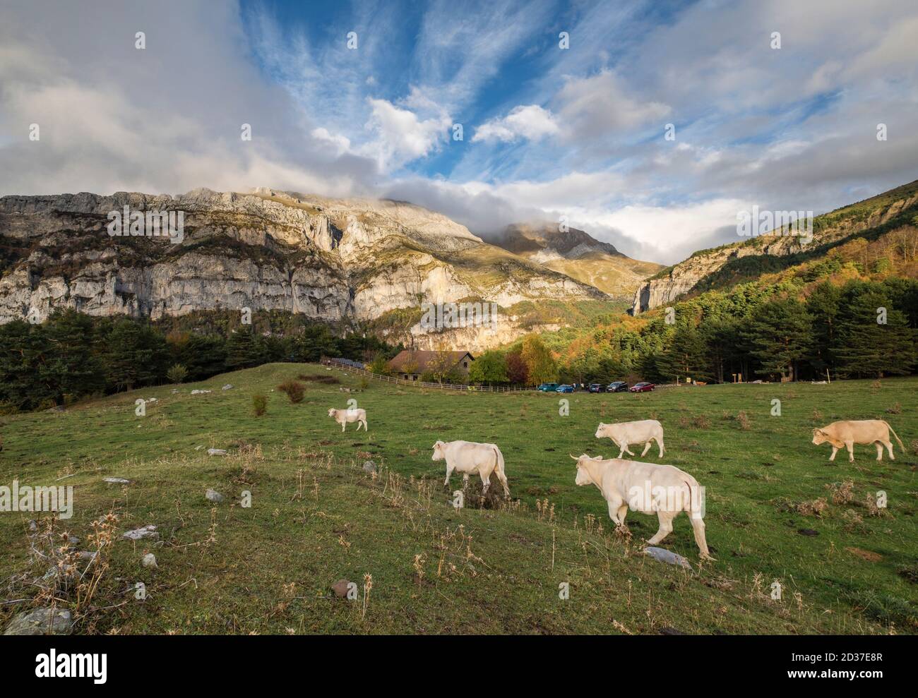Manada de vacas pirenaicas, Gabardito, Parque natural de los Valles Occidentales, Huesca, cordillera de los pirineos, Spagna, Europa Foto Stock