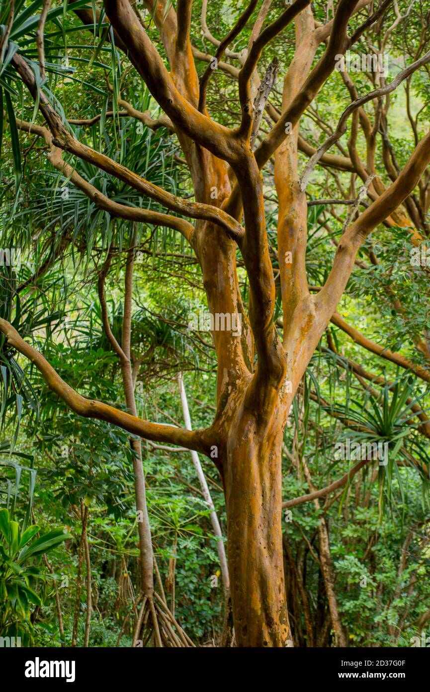 L'albero di guava di fragola è una specie invasiva, Limahuli Botanical Garden sull'isola di Kauai, Hawaii, Stati Uniti. Foto Stock