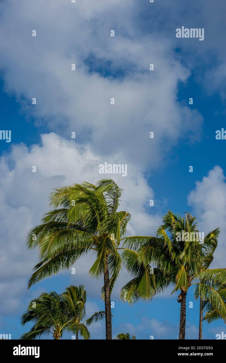 Palme da cocco sull'isola di Kauai, Hawaii, Stati Uniti. Foto Stock