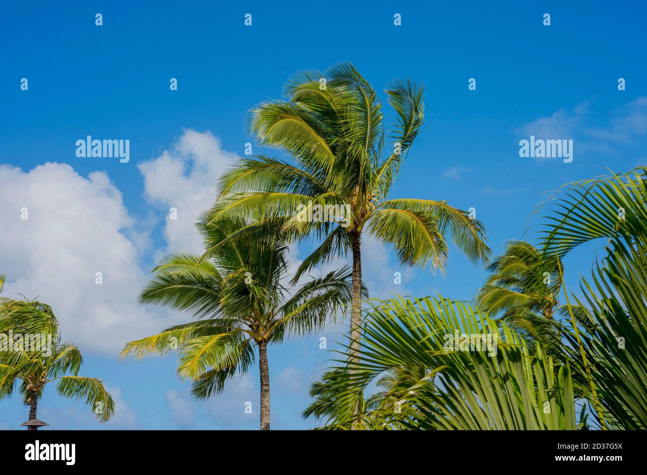 Palme da cocco sull'isola di Kauai, Hawaii, Stati Uniti. Foto Stock