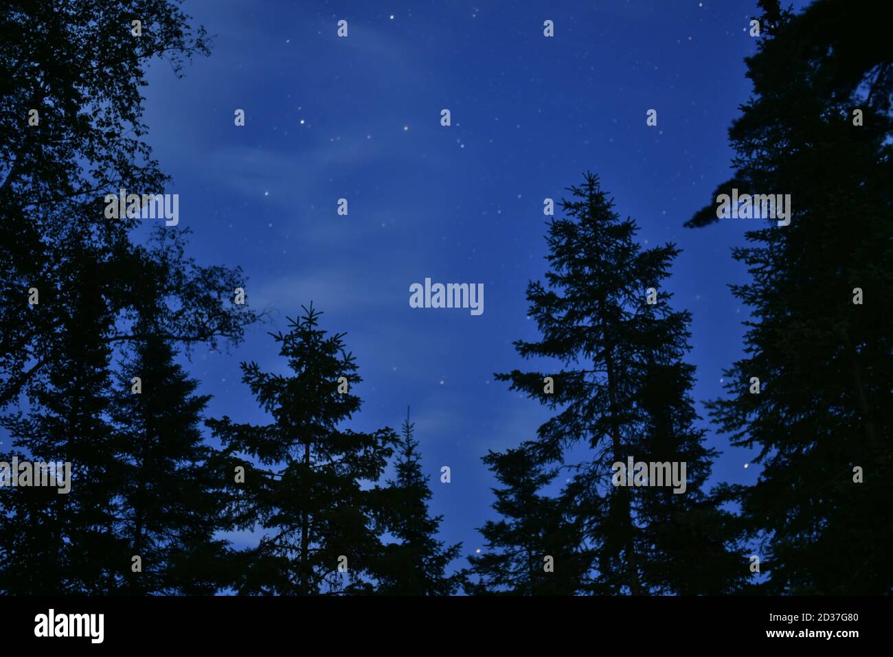 Silhouette di abeti neri contro il cielo serale, con stelle e formazioni di nuvole chiare Foto Stock