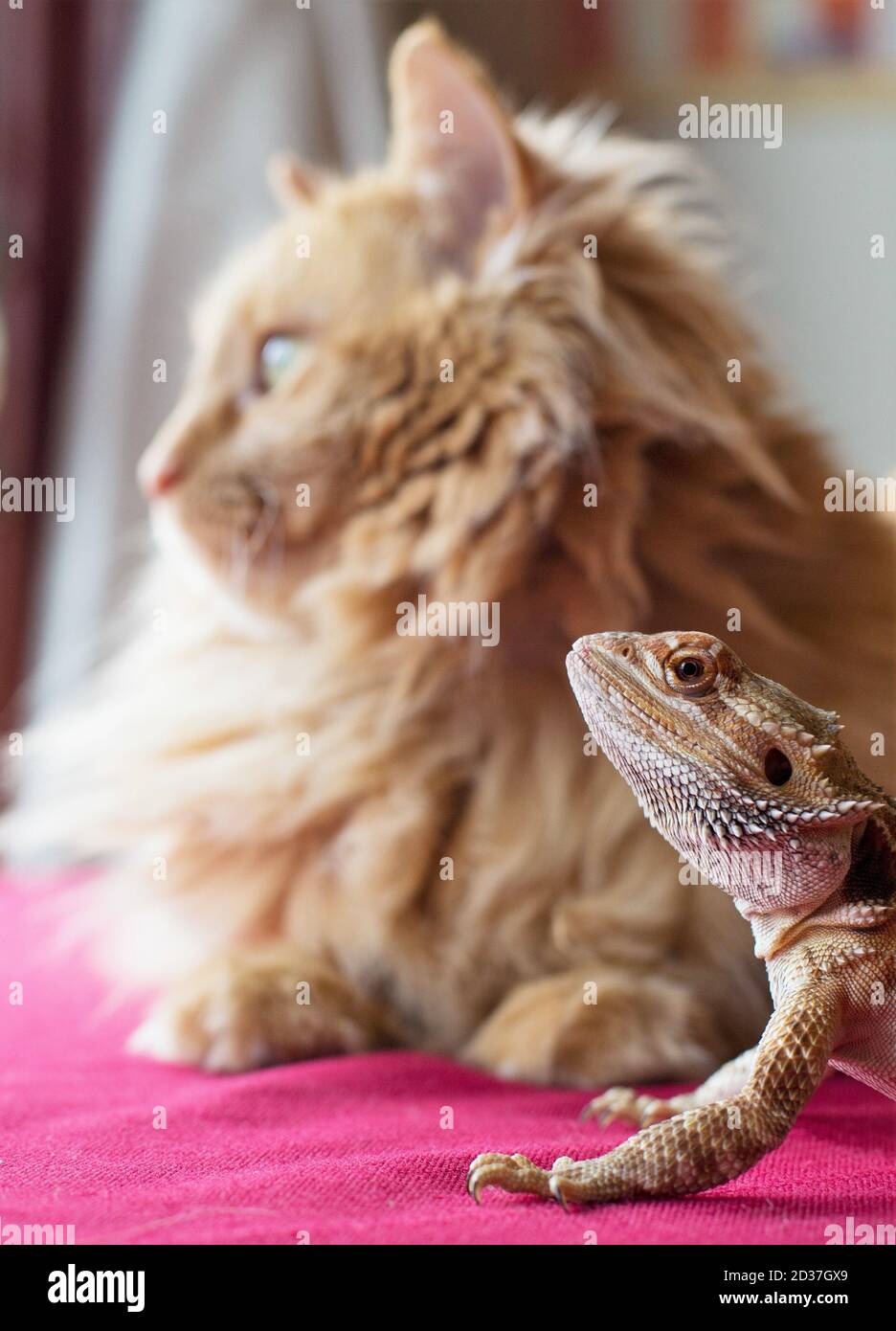 Un gatto e un drago bearded seduti fianco a fianco e guardando fuori una finestra. Foto Stock