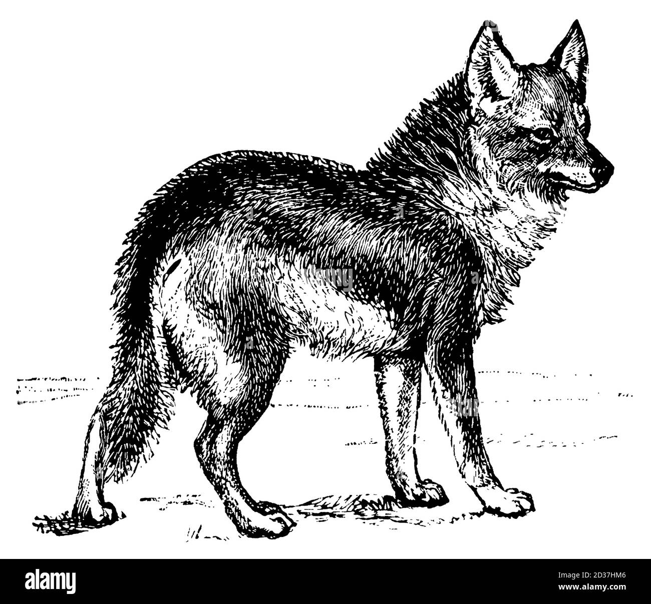 Antica incisione ottocentesca di una coyote (isolata su bianco). Pubblicato in Systematischer Bilder-Atlas zum Conversations-Lexikon, Ikonographische it Foto Stock