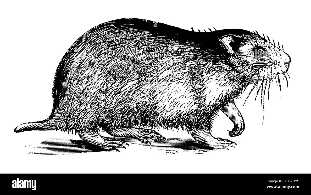 Incisione antica di un criceto (isolato su bianco). Pubblicato in Systematischer Bilder-Atlas zum Conversations-Lexikon, Ikonographische Encyklopedie Foto Stock