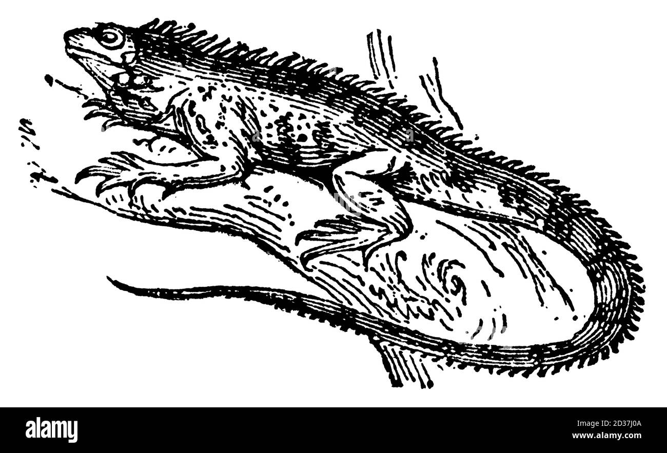 Antica incisione ottocentesca di un iguana (isolata su bianco). Pubblicato in Systematischer Bilder-Atlas zum Conversations-Lexikon, Ikonographische E. Foto Stock
