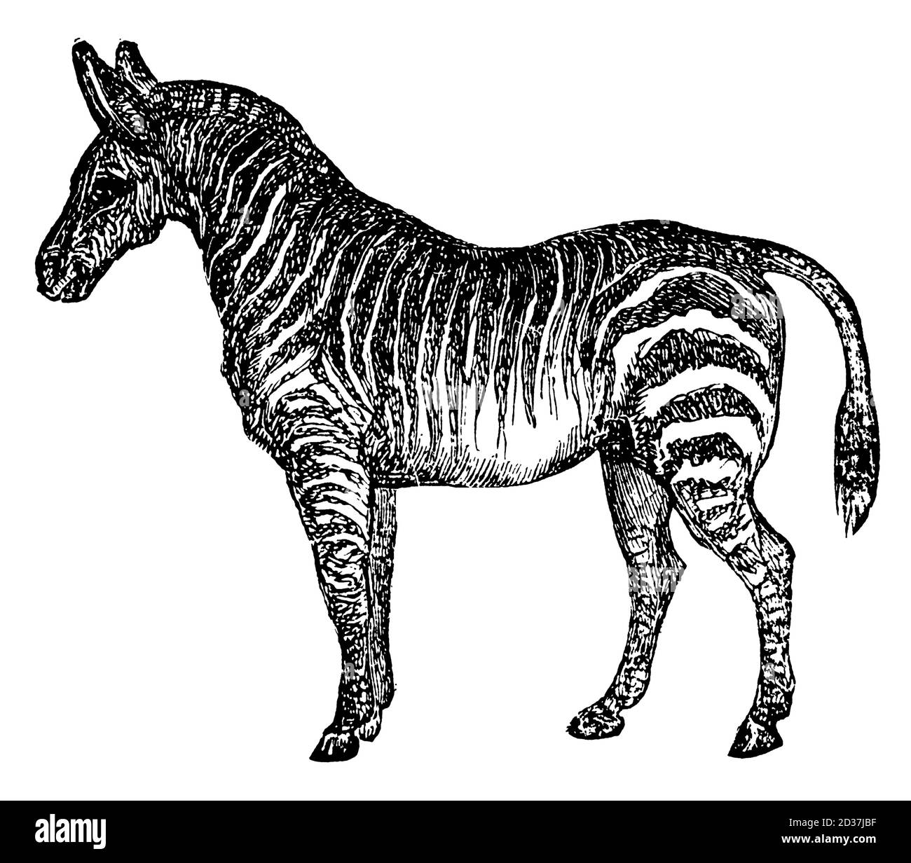 Immagine vintage di una zebra (isolata su bianco). Pubblicato in Systematischer Bilder-Atlas zum Conversations-Lexikon, Ikonographische Encyklopedie Foto Stock