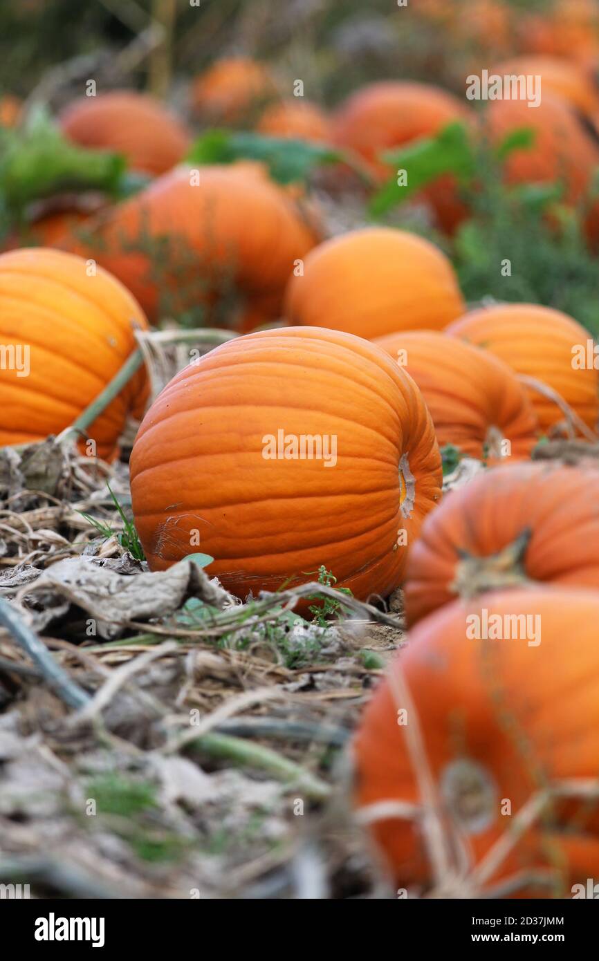 Zucche a terra pronte per essere raccolte per Halloween Foto Stock