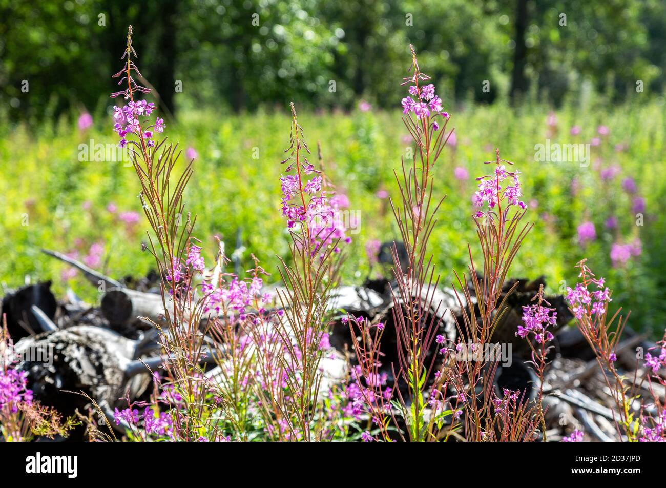 Viola fireweed alpino. Rosa a fiore Epilobium angustifolium blossom close-up. Willowherb nel giorno di estate Foto Stock
