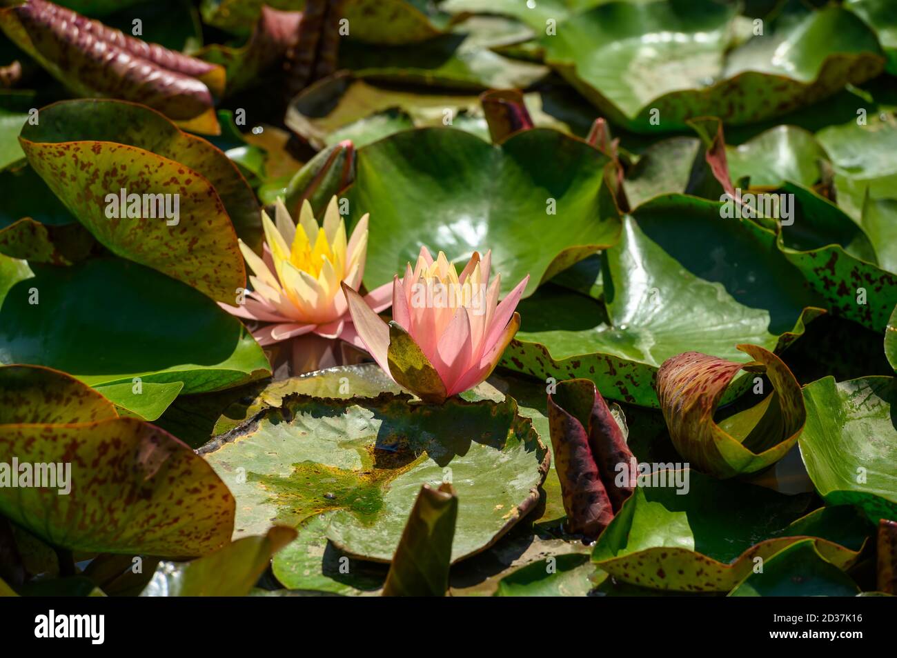 Giglio di acqua rossa AKA Nymphaea alba F. rosea in un lago Foto Stock