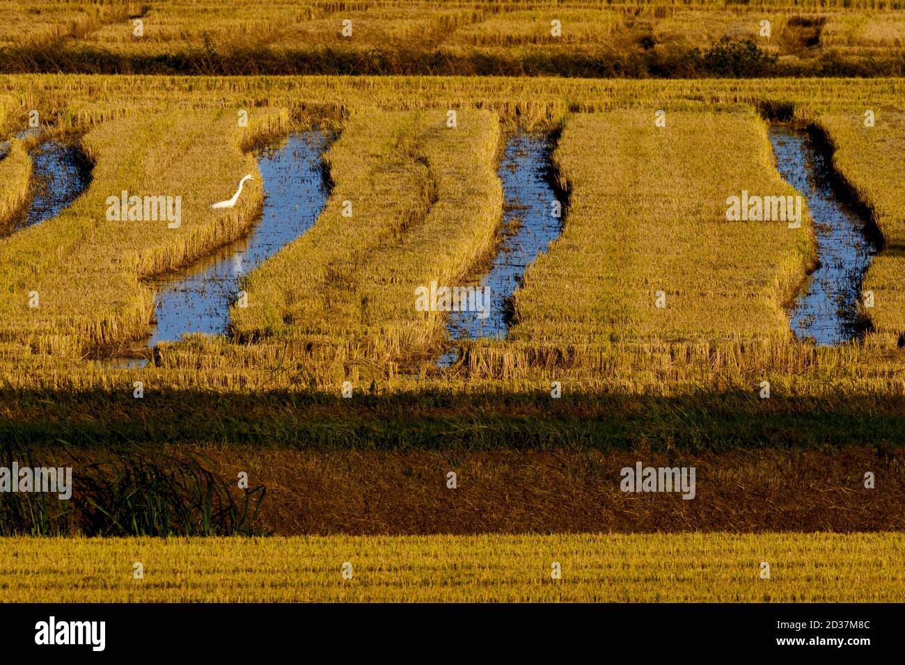 Panorama italiano del campo di risaie visto dall'alto con un airone caccia Foto Stock