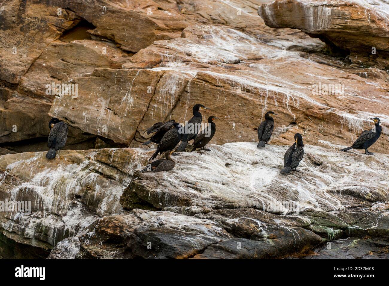 Cormorani a doppia crestata (Phalacrocorax auritus) e cormorani grandi (Phalacrocorax carbo) su una piccola isola di uccelli nel Golfo di San Lorenzo vicino a C. Foto Stock