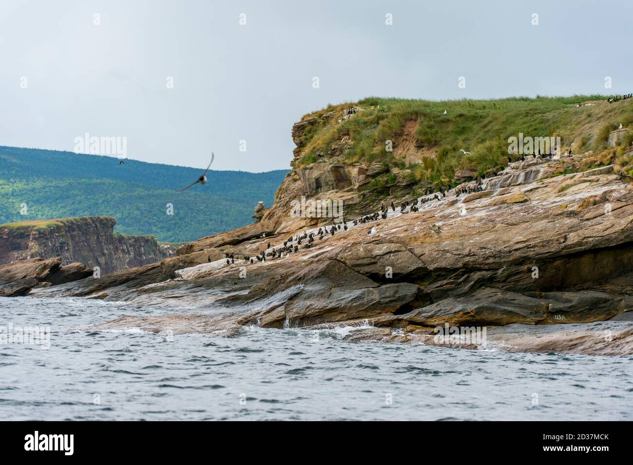 Cormorani a doppia crestata (Phalacrocorax auritus) su una piccola isola di uccelli nel Golfo di San Lorenzo vicino a Isola di Capo Breton, Nuova Scozia, Canada. Foto Stock