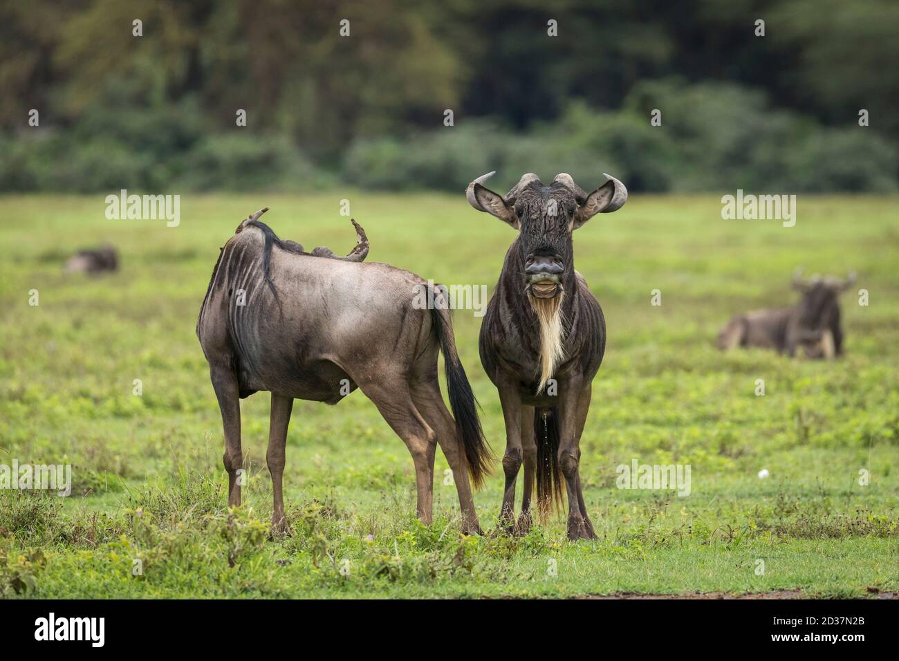 Mandria di Wildebeest che riposa nelle pianure verdi del cratere di Ngorongoro Tanzania Foto Stock