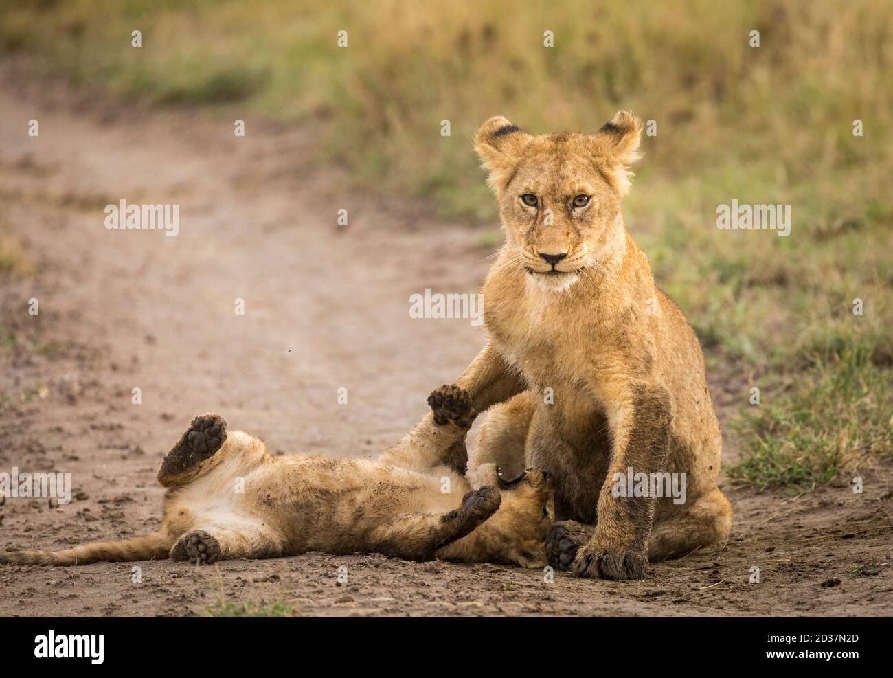 Due baby leoni che giocano nella sporcizia nel Parco Nazionale di Serengeti In Tanzania Foto Stock