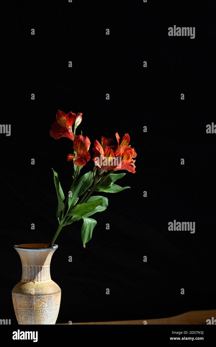 Fiore di colore arancione su sfondo nero Foto Stock