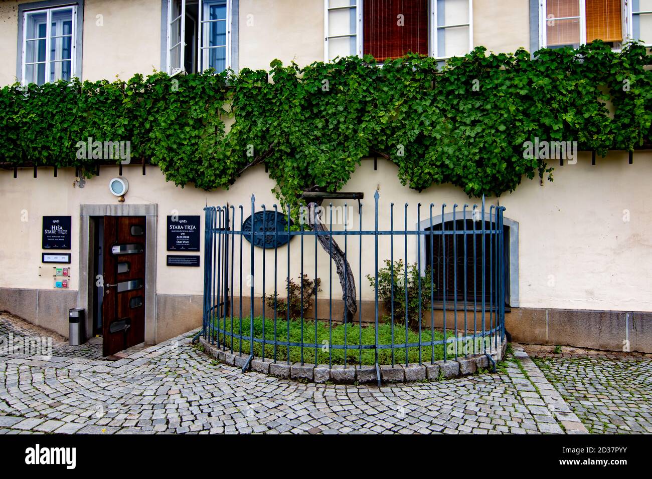 Particolare del più antico albero del vino del mondo, Maribor, Slovenia Foto Stock